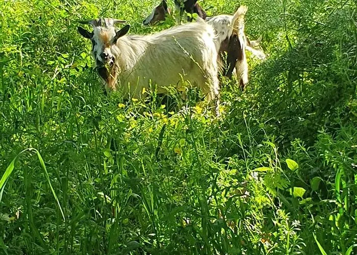 Casa 6 Personnes Quinta Pedras Da Lagoa Alcobaca