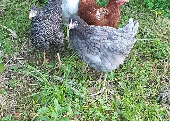 Casa de Férias Casa 6 Personnes Quinta Pedras Da Lagoa *